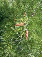brown cones on a green conifer