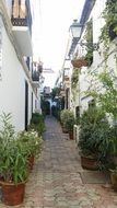 flowers in pots on the street of Andalucia