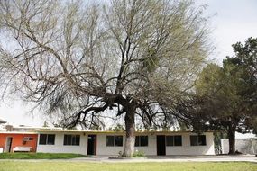 one-story white building behind a big tree