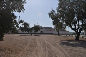 dirt road among the trees to the farm on a sunny day