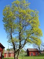 tree and house