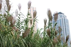 city buildings from behind the cane