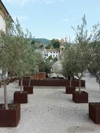 trees in a wooden planter in the center of a city in Italy