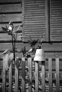 monochrome picture of the flower pot on wooden fence in village