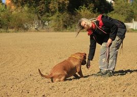 bordeaux de dog playing in the sand