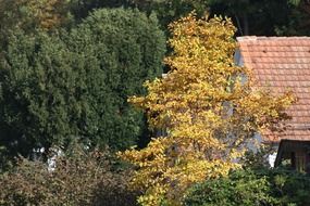 yellow tree at autumn