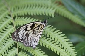 Exotic black-and-white butterfly on a green leaf