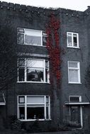 colorful vine on a gray brick house