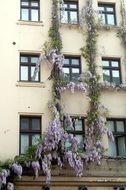 plant on the building facade