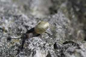 snail crawled out of its house