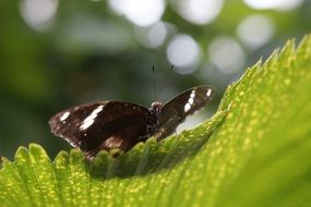 Exotic butterfly on leaf