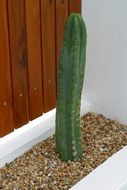 oblong cactus in a flower pot