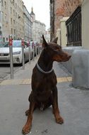 dog doberman