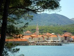 tree and harbour, hvar