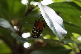 Butterfly on a tropical plant