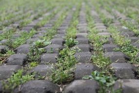 grass through stone road