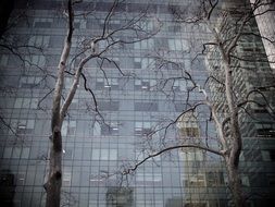 tree and building as a contrast