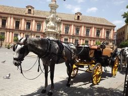 City walking tour on a horse in Seville