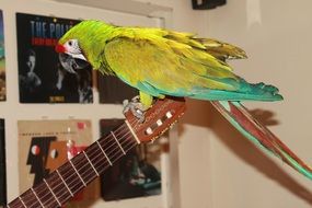 colorful macaw parrot perched guitar