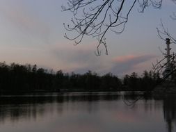 trees, a pond in the park