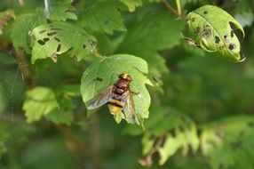 fly giant volucella zonaria