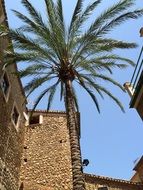 palm tree against the background of Mediterranean architecture