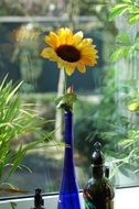 extraordinarily beautiful sunflower on vase