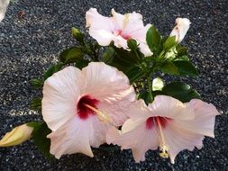 pink flowers on the ground