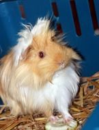 cute guinea pig