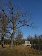 trees and bridge on the pond in spring