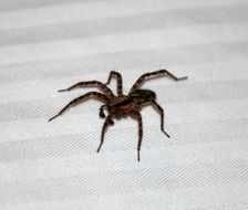 brown scary spider