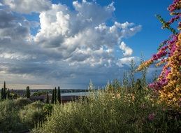 flowers on the shore of Lake Garda