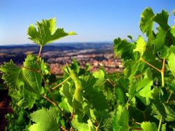 green grape leaves in France