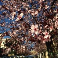 sakura blossom in the city