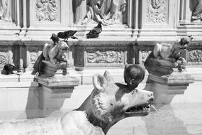 pigeons on the fountain in siena