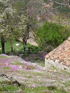 flowers on hill side in old village, greece, corfu, perithia