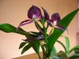 orchid violet