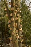 a lot of bird houses on the tree