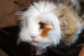 Guinea pig Gypsy