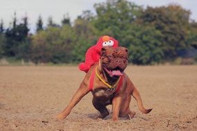 brown mastiff playing on sand in blurred background