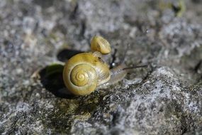 two yellow snails on a stone close-up