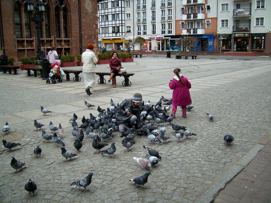 pigeons on old town