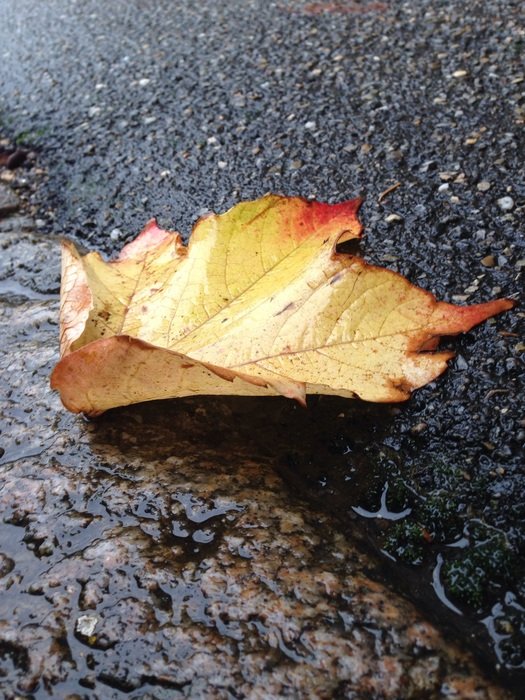 Yellow leaf fell on the road