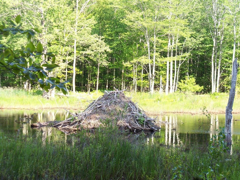 beaver house in the pond