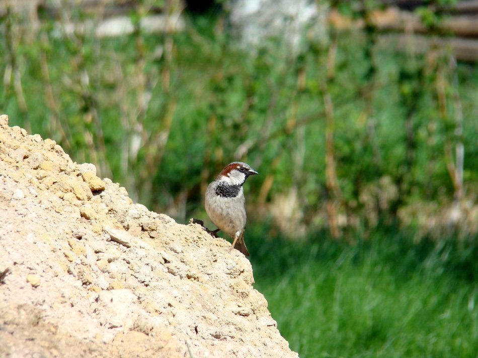 Sparrow on a mountain of sand