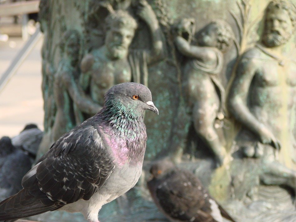 dove on the background of artwork