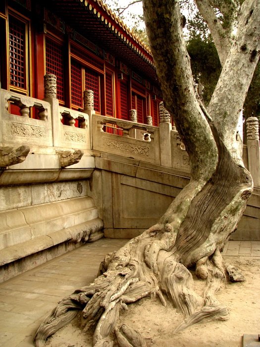 Growing tree in forbidden city in China