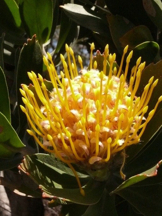 Picture of the African flower