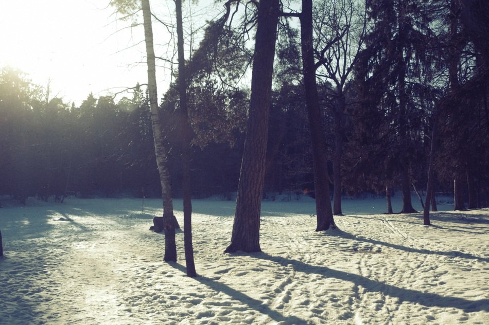 Forest in the snowy winter