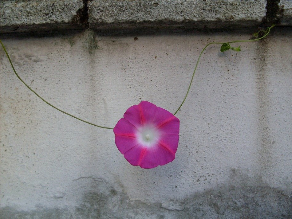 pink buttercup on the fence
